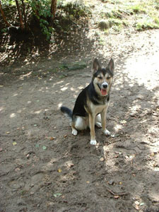 Polly, Christian's dog